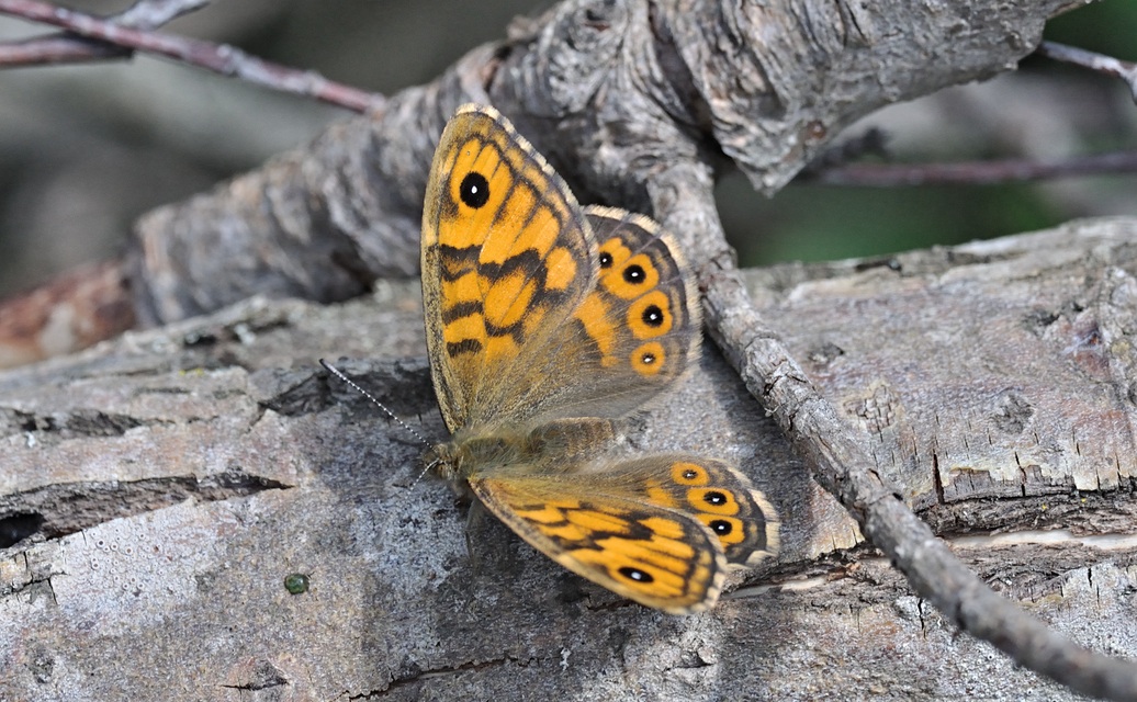 photo B068090, © Adriaan van Os, Coustouges 01-05-2022, altitude 800 m, ♀ Lasiommata megera