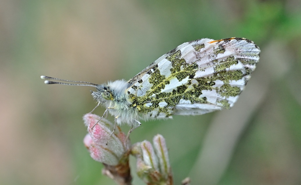 Foto B068131, © Adriaan van Os, Coustouges 01-05-2022, H�he 800 m, ♂ Anthocharis cardamines