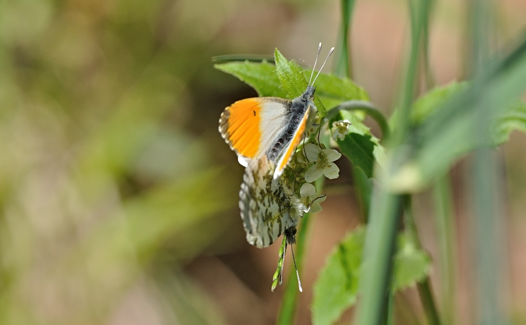 Foto B068327, © Adriaan van Os, Coustouges 08-05-2022, H�he 830 m, Anthocharis cardamines, Copula