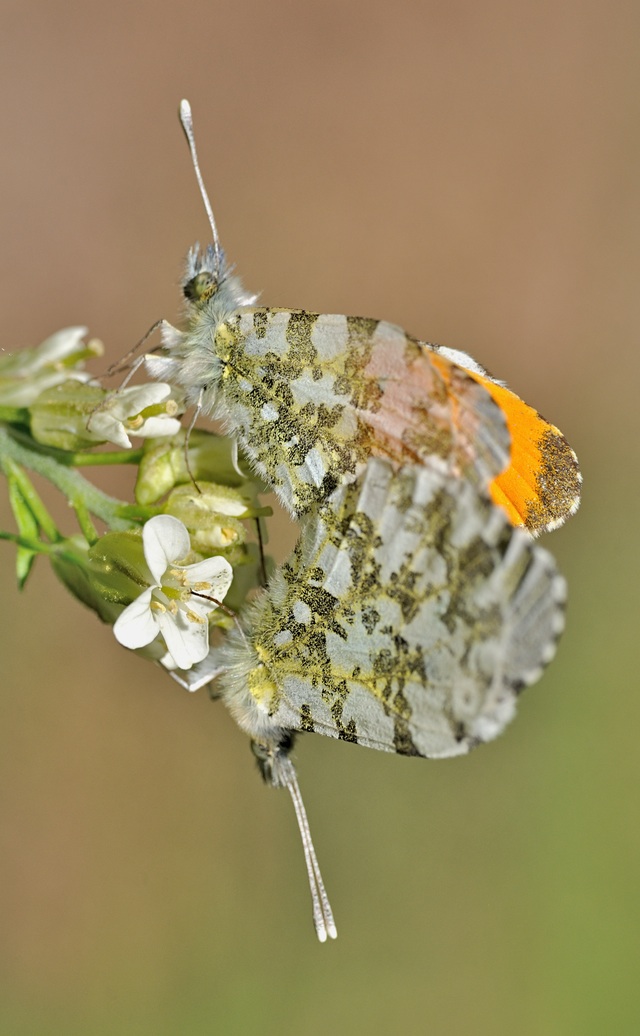 Foto B068375, © Adriaan van Os, Coustouges 08-05-2022, H�he 830 m, Anthocharis cardamines, Copula