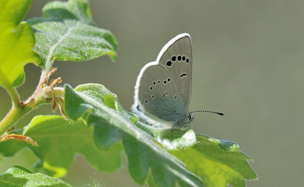 photo B068623, © Adriaan van Os, Coustouges 11-05-2022, altitude 800 m, Glaucopsyche alexis