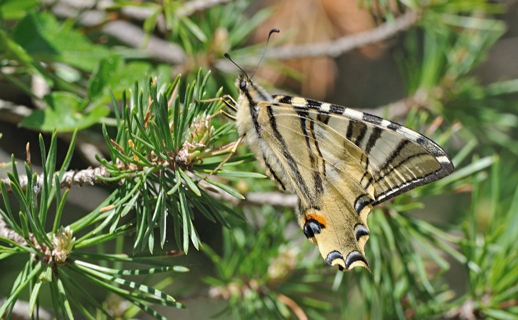 foto B068654, © Adriaan van Os, Coustouges 12-05-2022, hoogte 800 m, Iphiclides feisthamelii