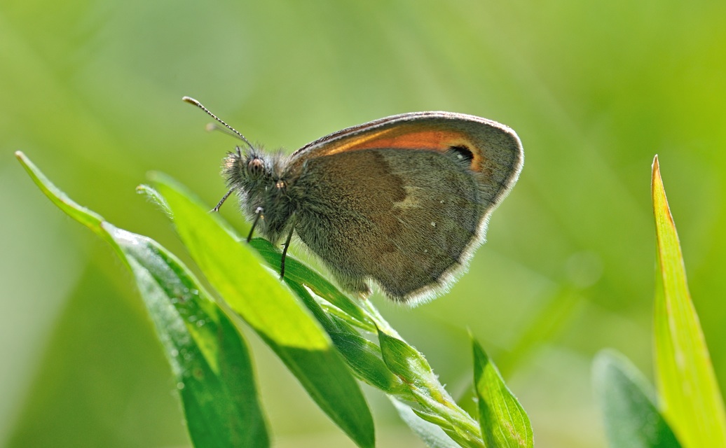Foto B068682, © Adriaan van Os, Coustouges 12-05-2022, H�he 820 m, Coenonympha pamphilus