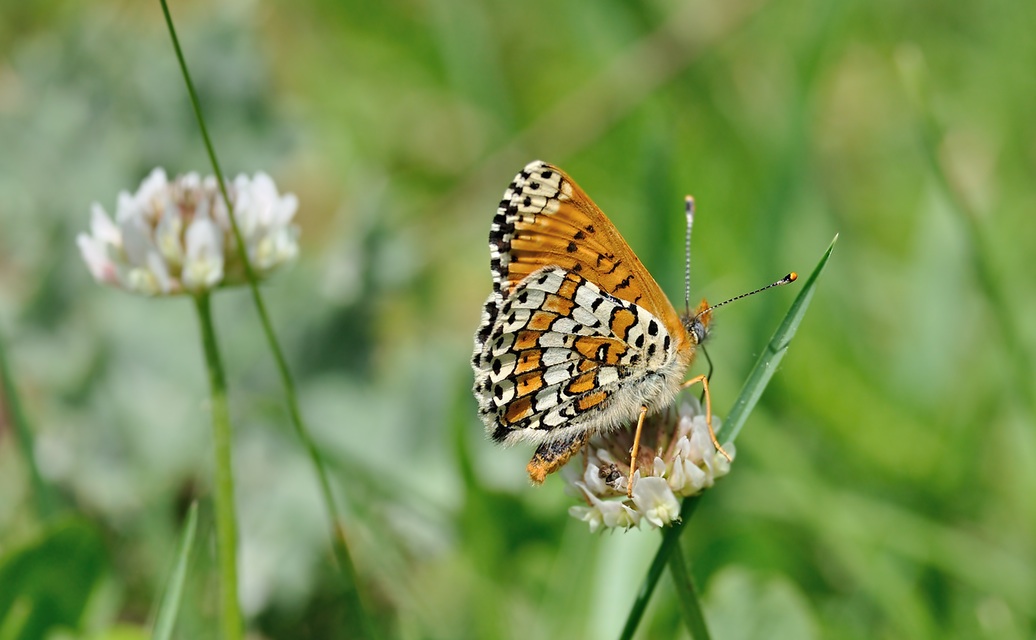 Foto B068767, © Adriaan van Os, Coustouges 15-05-2022, H�he 820 m, Melitaea cinxia