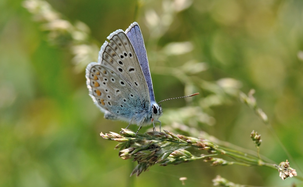 Foto B068896, © Adriaan van Os, Coustouges 19-05-2022, H�he 820 m, Polyommatus icarus