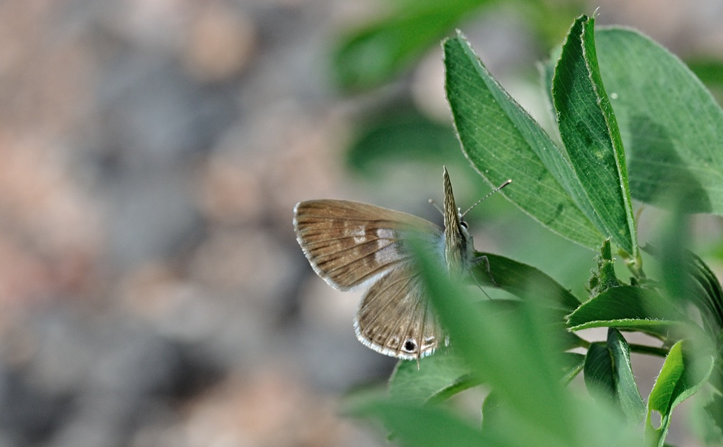 Foto B068971, © Adriaan van Os, Coustouges 19-05-2022, H�he 820 m, Leptotes pirithous