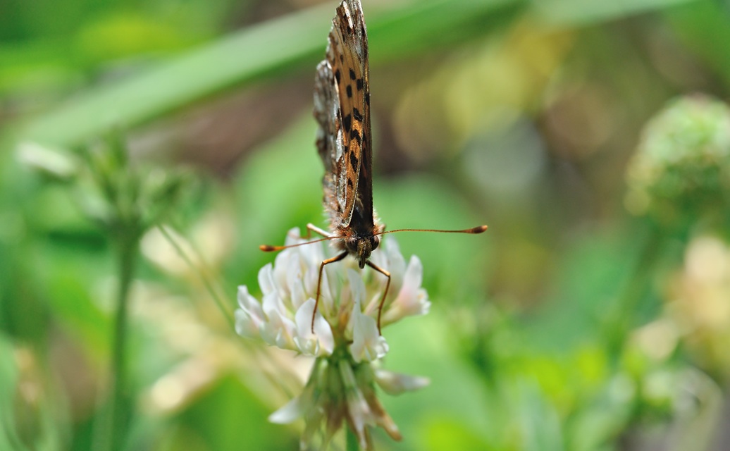 photo B068984, © Adriaan van Os, Coustouges 20-05-2022, altitudo 820 m, Boloria dia