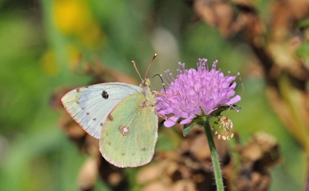foto B069106, © Adriaan van Os, Coustouges 21-05-2022, altitud 810 m, ♀ Colias alfacariensis