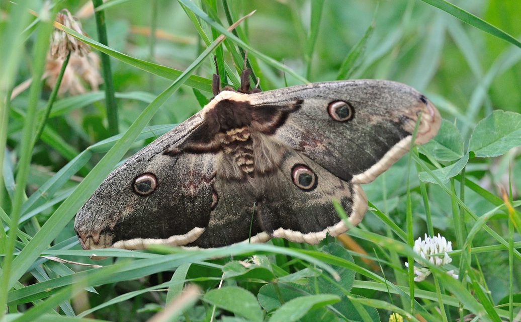 foto B069127, © Adriaan van Os, Coustouges 22-05-2022, hoogte 820 m, Saturnia pyri