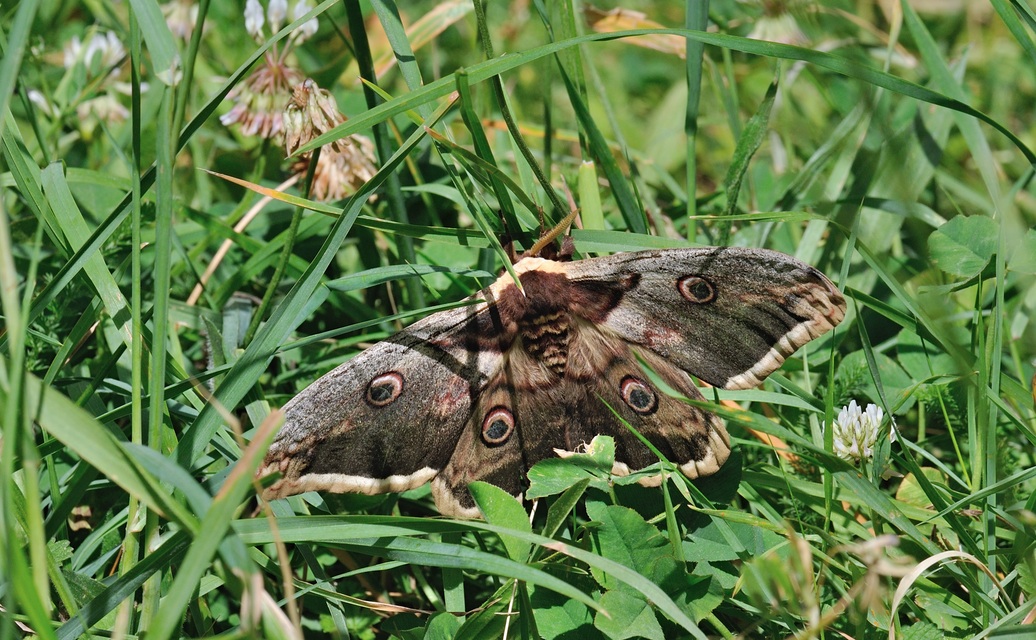 foto B069203, © Adriaan van Os, Coustouges 22-05-2022, altitud 820 m, Saturnia pyri