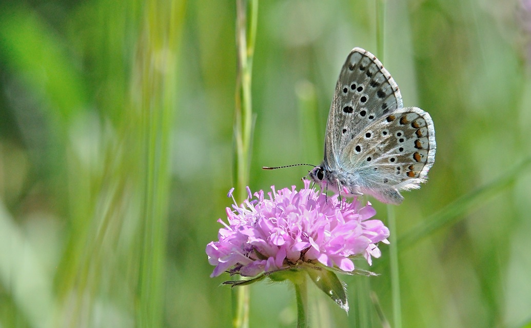 photo B069262, © Adriaan van Os, Coustouges 28-05-2022, altitude 820 m, Lysandra hispana