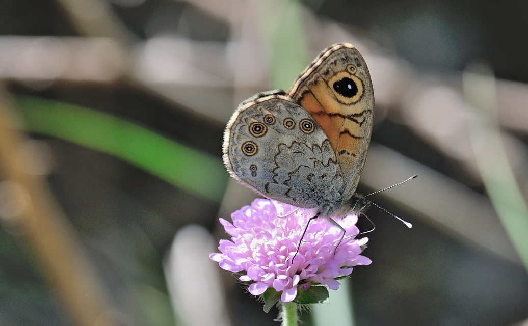 foto B069360, © Adriaan van Os, Coustouges 28-05-2022, altitud 820 m, Lasiommata maera
