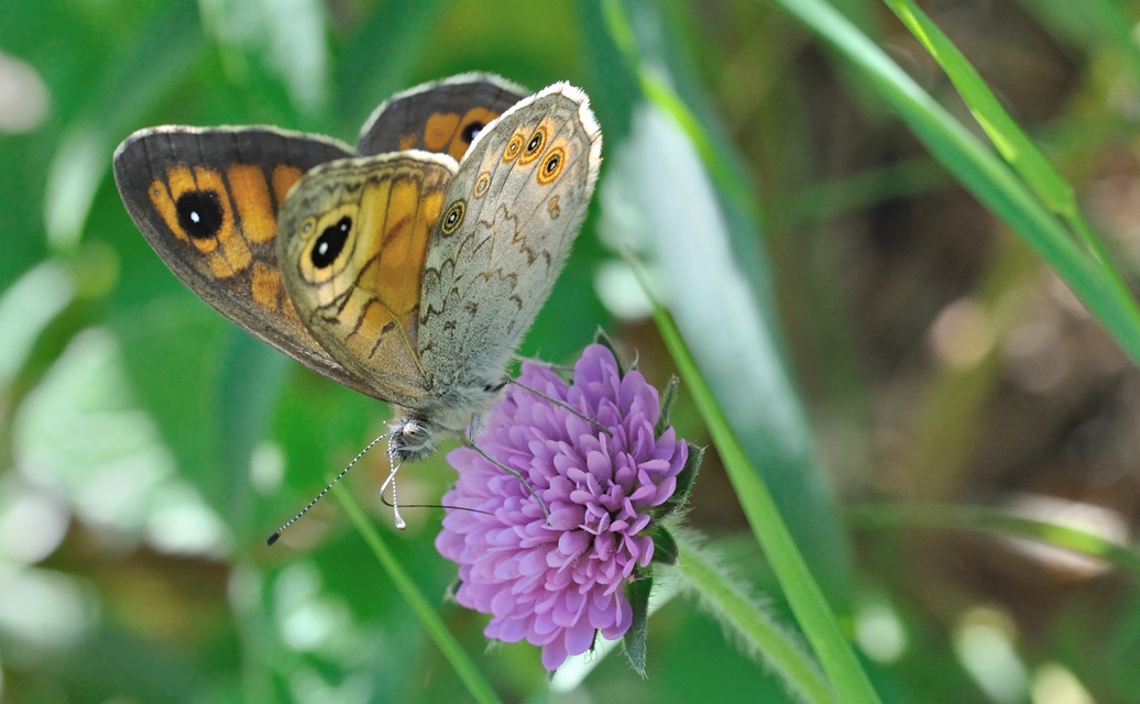 Foto B069383, © Adriaan van Os, Coustouges 28-05-2022, H�he 820 m, Lasiommata maera