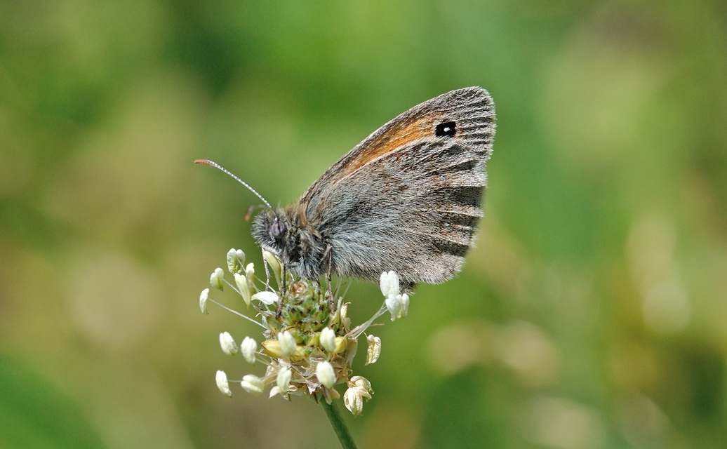 photo B069411, © Adriaan van Os, Coustouges 28-05-2022, altitudo 820 m, Coenonympha pamphilus