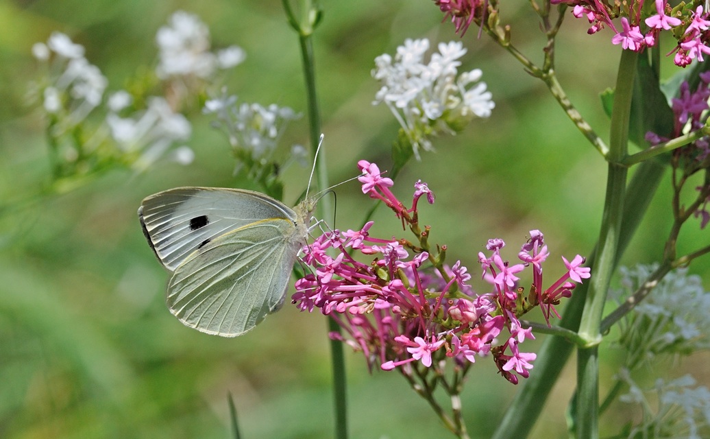 Foto B069452, © Adriaan van Os, Coustouges 28-05-2022, H�he 820 m, Pieris brassicae