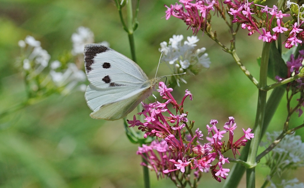 photo B069453, © Adriaan van Os, Coustouges 28-05-2022, altitudo 820 m, Pieris brassicae