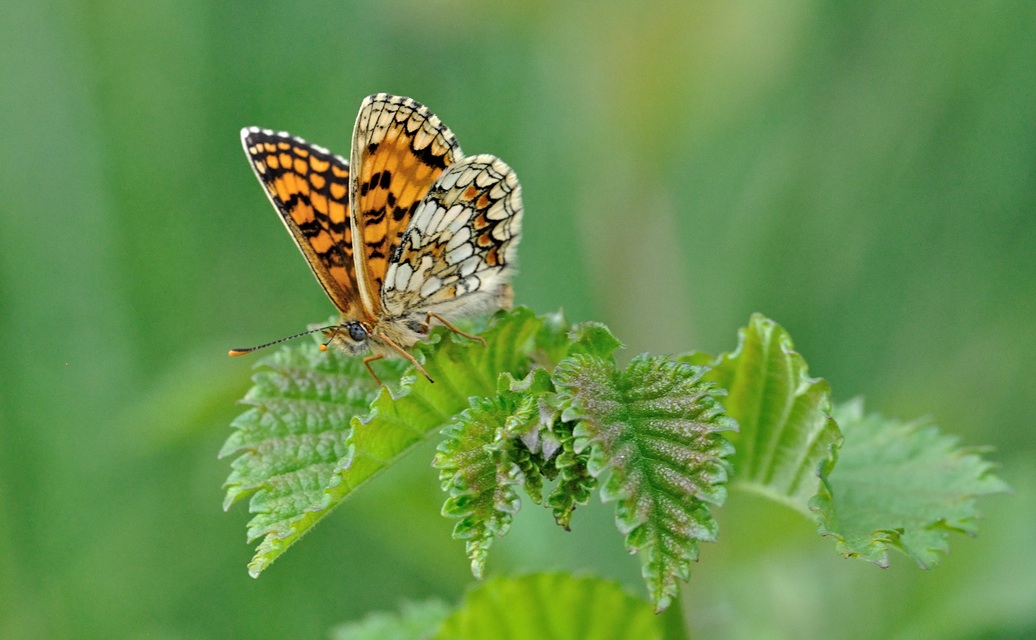 foto B069537, © Adriaan van Os, Coustouges 28-05-2022, hoogte 820 m, Melitaea athalia