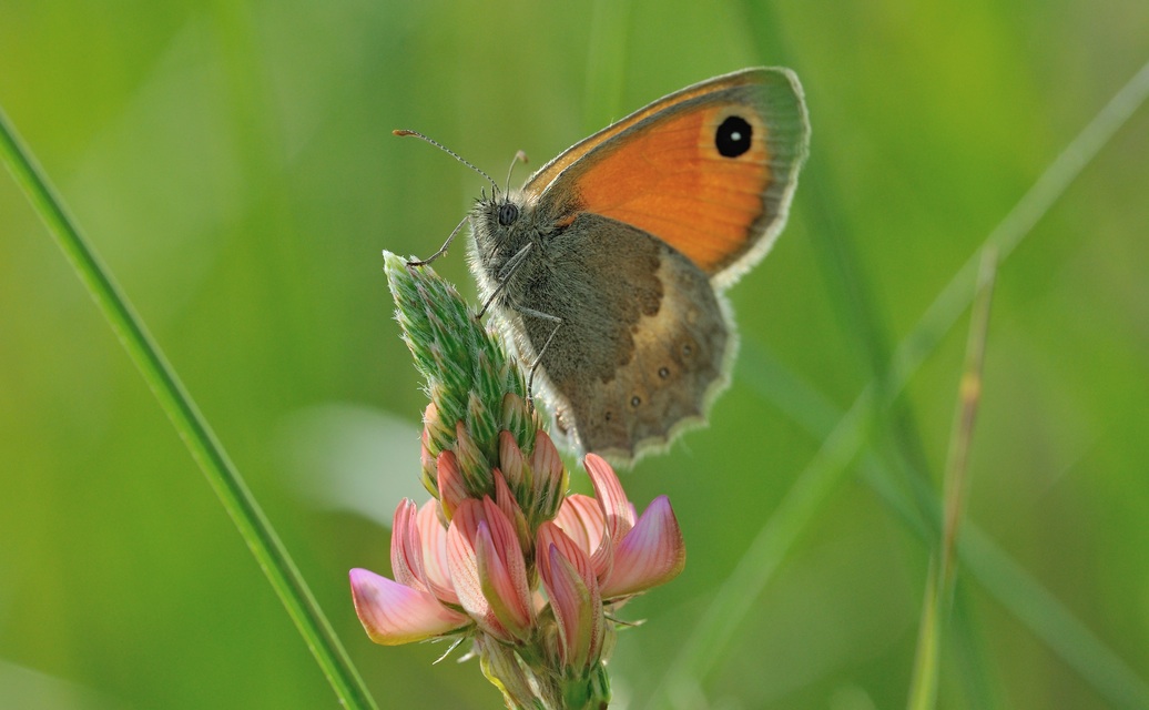 foto B069558, © Adriaan van Os, Coustouges 28-05-2022, hoogte 820 m, Coenonympha pamphilus