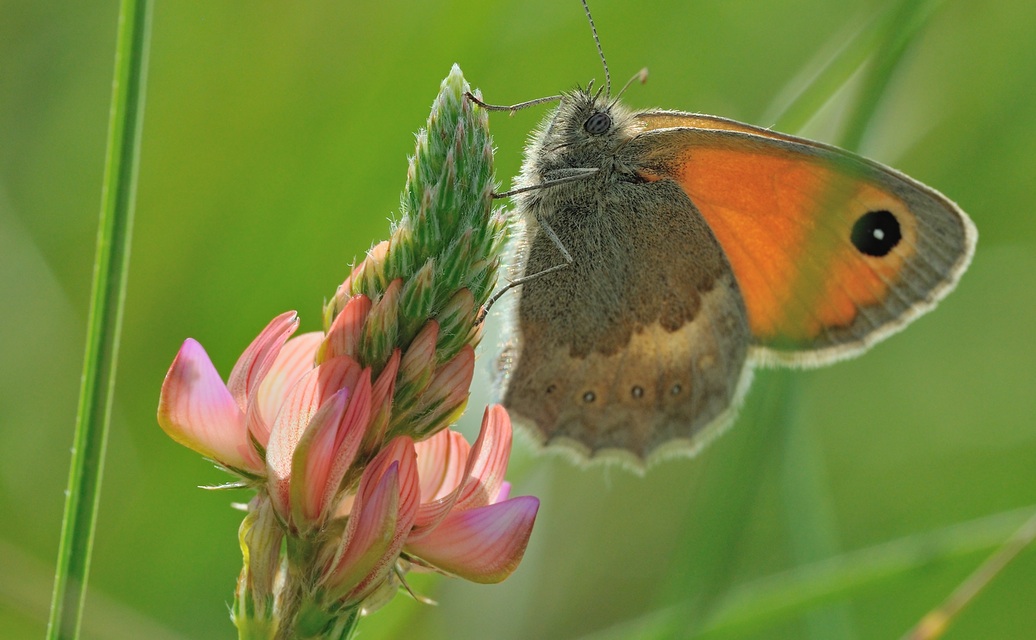 photo B069563, © Adriaan van Os, Coustouges 28-05-2022, altitudo 820 m, Coenonympha pamphilus