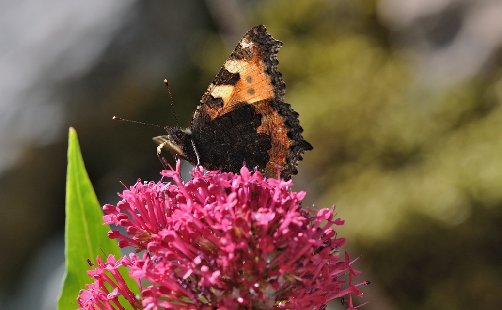 foto B069621, © Adriaan van Os, Coustouges 29-05-2022, altitud 820 m, Aglais urticae