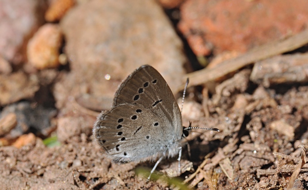 photo B069658, © Adriaan van Os, Coustouges 29-05-2022, altitude 820 m, Cupido alcetas