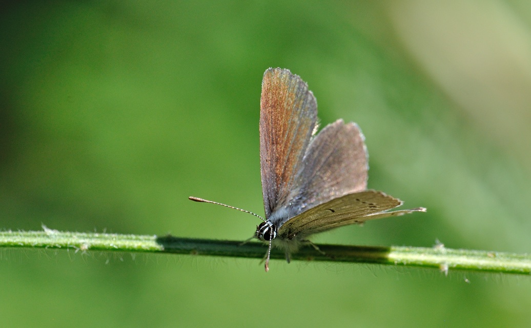 photo B069663, © Adriaan van Os, Coustouges 29-05-2022, altitude 820 m, Cupido minimus