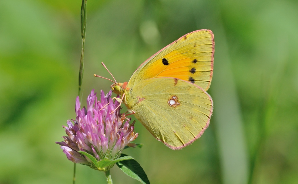foto B069702, © Adriaan van Os, Coustouges 29-05-2022, altitud 820 m, Colias croceus