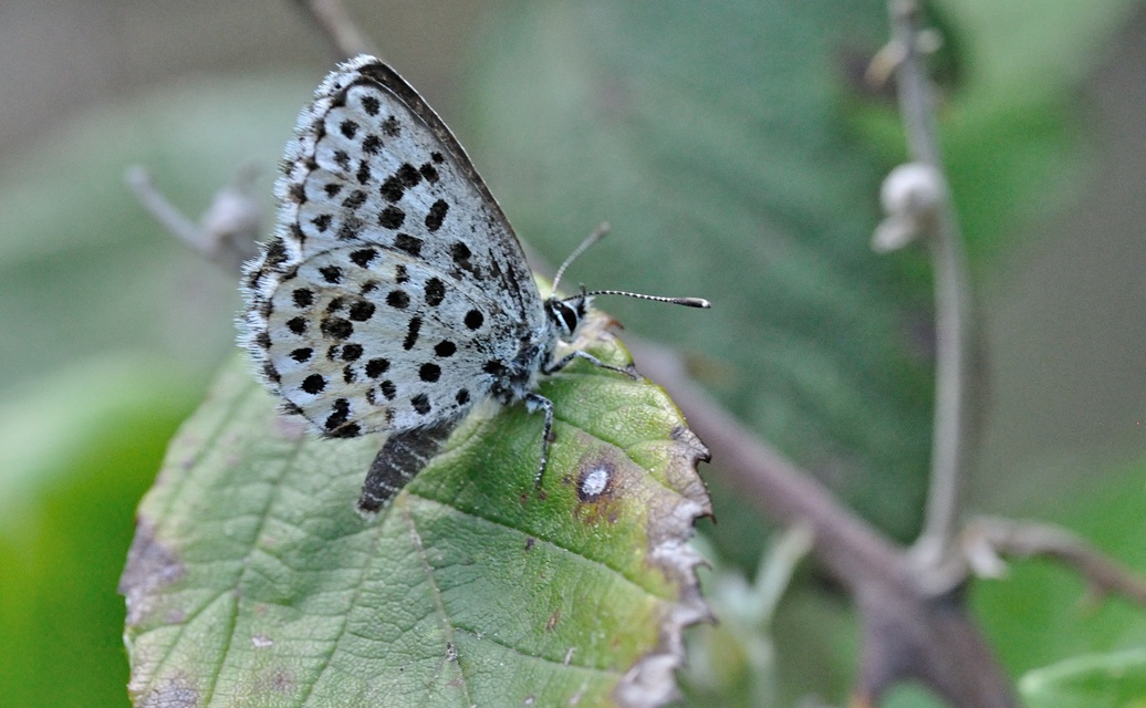 photo B069750, © Adriaan van Os, Coustouges 29-05-2022, altitudo 800 m, Scolitantides orion