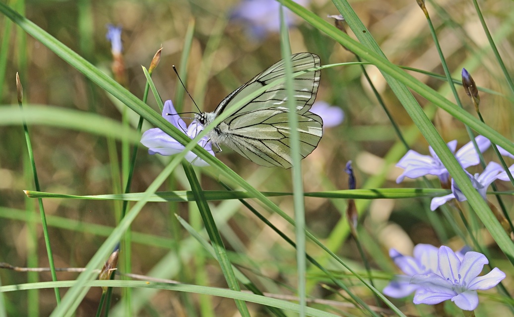 foto B069754, © Adriaan van Os, Coustouges 29-05-2022, altitud 800 m, Aporia crataegi