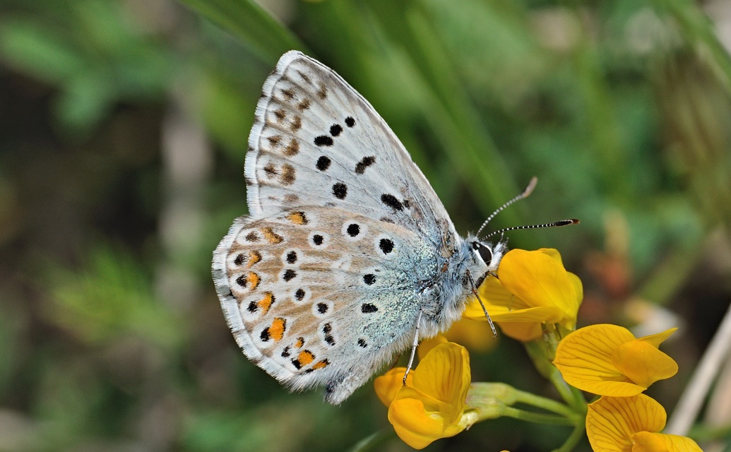 Foto B069838, © Adriaan van Os, Coustouges 30-05-2022, H�he 750 m, Lysandra hispana