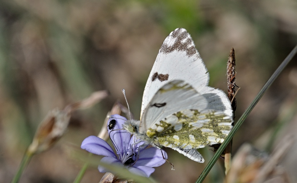 foto B069864, © Adriaan van Os, Coustouges 30-05-2022, altitud 750 m, Euchloe crameri