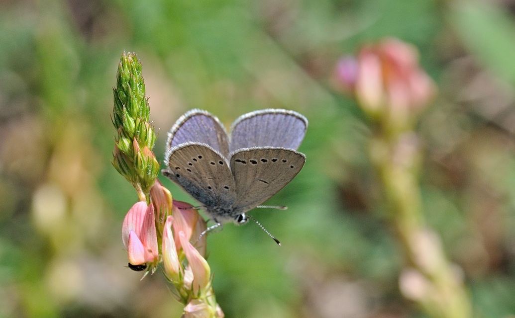 foto B070028, © Adriaan van Os, Coustouges 31-05-2022, altitud 800 m, ♂ Cupido osiris