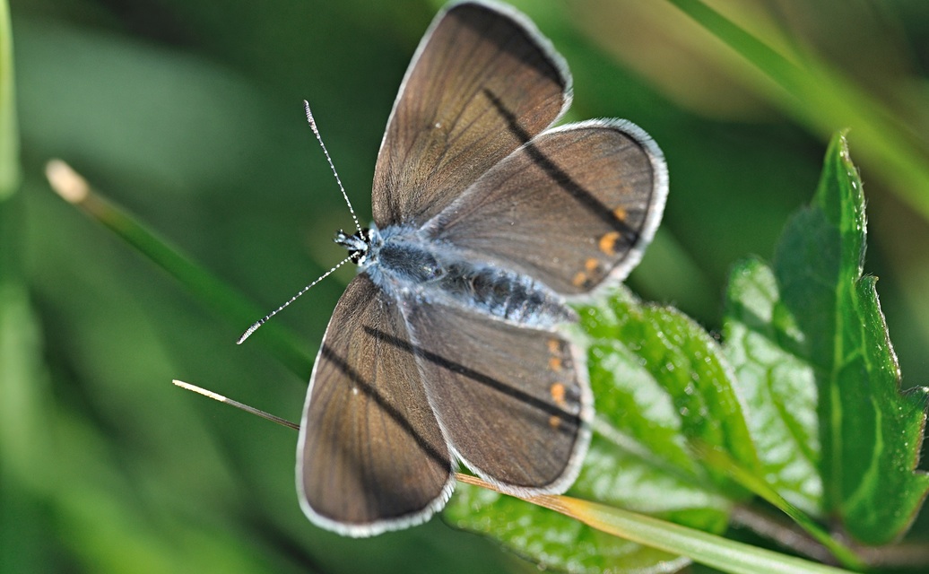 foto B070046, © Adriaan van Os, Coustouges 02-06-2022, altitud 820 m, ♀ Polyommatus amandus