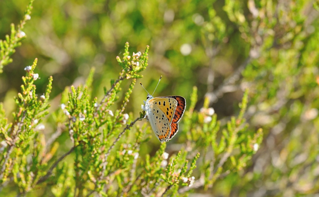 foto B070055, © Adriaan van Os, Coustouges 02-06-2022, altitud 990 m, Lycaena alciphron
