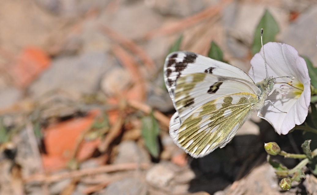 foto B070095, © Adriaan van Os, Coustouges 03-06-2022, altitud 800 m, Pontia daplidice