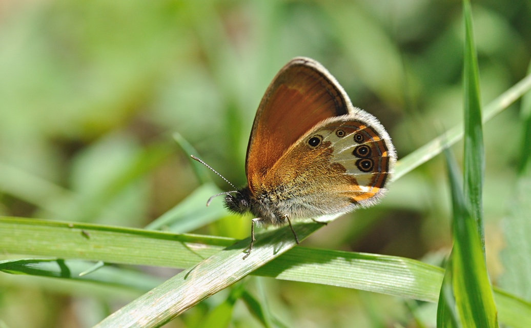 photo B070106, © Adriaan van Os, Coustouges 03-06-2022, altitude 800 m, Coenonympha arcania