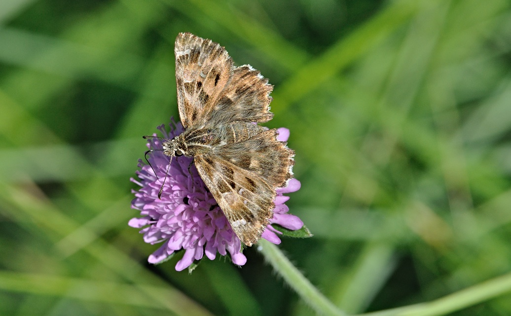 foto B070202, © Adriaan van Os, Coustouges 04-06-2022, altitud 820 m, Carcharodus alceae