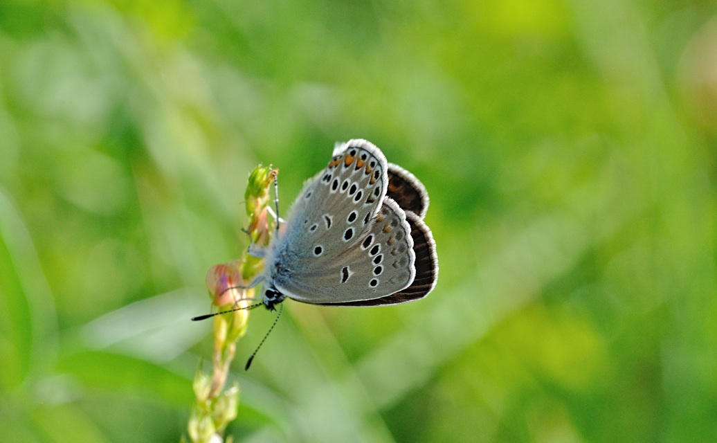 foto B070224, © Adriaan van Os, Coustouges 04-06-2022, altitud 820 m, ♀ Polyommatus amandus