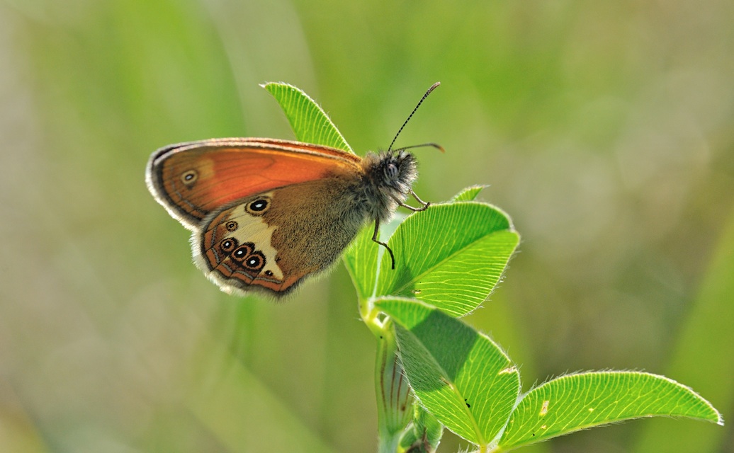 photo B070237, © Adriaan van Os, Coustouges 04-06-2022, altitude 820 m, Coenonympha arcania