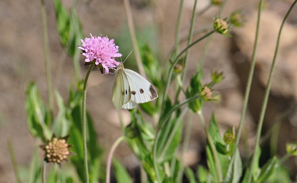 foto B070240, © Adriaan van Os, Coustouges 04-06-2022, altitud 820 m, Pieris rapae