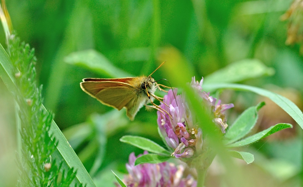 Foto B070276, © Adriaan van Os, Coustouges 05-06-2022, H�he 820 m, Thymelicus lineola