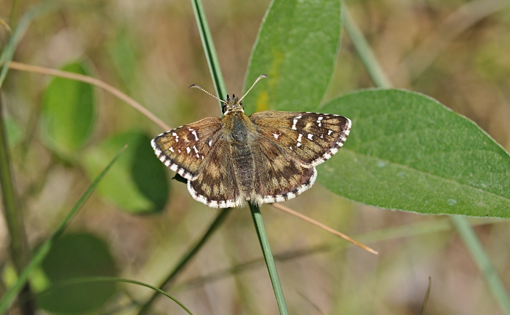 photo B070502, © Adriaan van Os, Coustouges 07-06-2022, altitudo 820 m, Pyrgus armoricanus