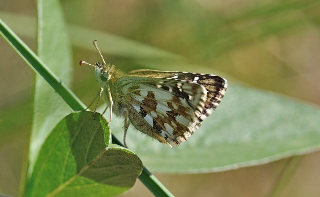 photo B070510, © Adriaan van Os, Coustouges 07-06-2022, altitudo 820 m, Pyrgus armoricanus
