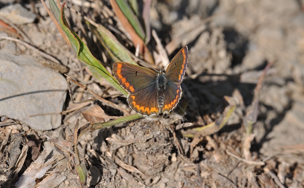 photo B070518, © Adriaan van Os, Coustouges 07-06-2022, altitude 800 m, Aricia agestis