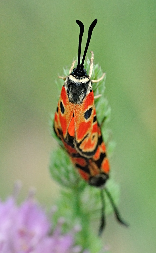 photo B070552, © Adriaan van Os, Coustouges 08-06-2022, altitudo 820 m, Zygaena hilaris, copulatio