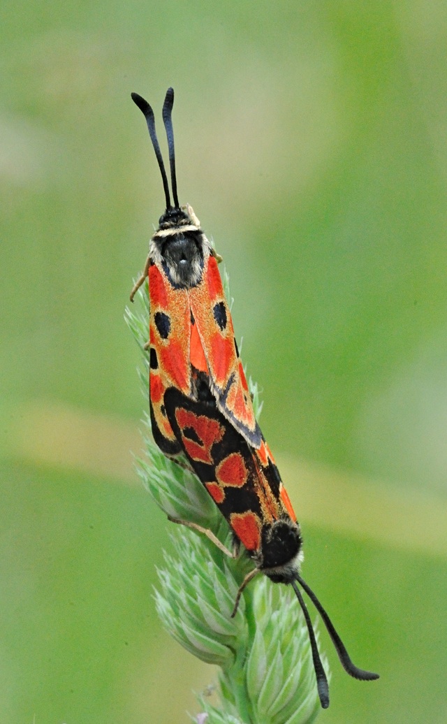 photo B070563, © Adriaan van Os, Coustouges 08-06-2022, altitudo 820 m, Zygaena hilaris, copulatio