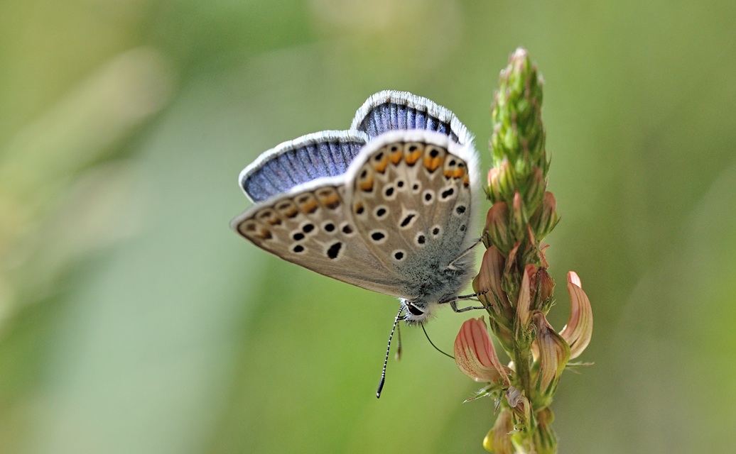 Foto B070608, © Adriaan van Os, Coustouges 09-06-2022, H�he 800 m, ♂ Polyommatus escheri