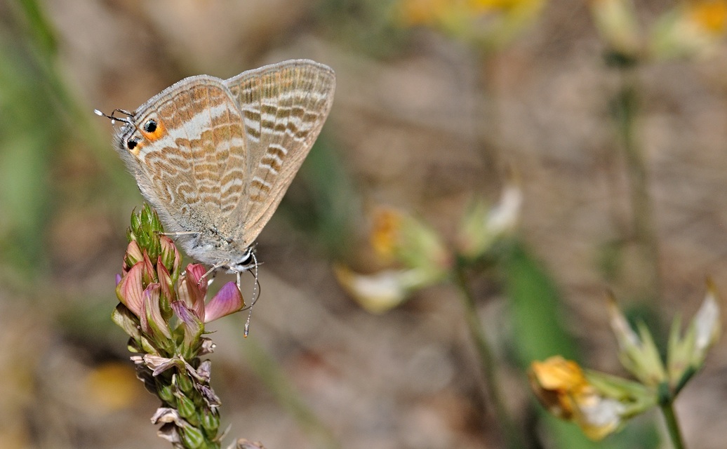 Foto B070712, © Adriaan van Os, Coustouges 09-06-2022, H�he 800 m, Lampides boeticus
