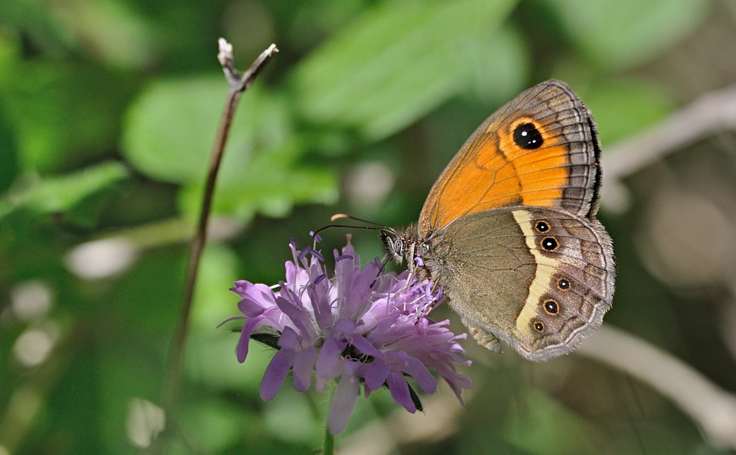 Foto B070736, © Adriaan van Os, Coustouges 09-06-2022, H�he 800 m, Pyronia bathseba