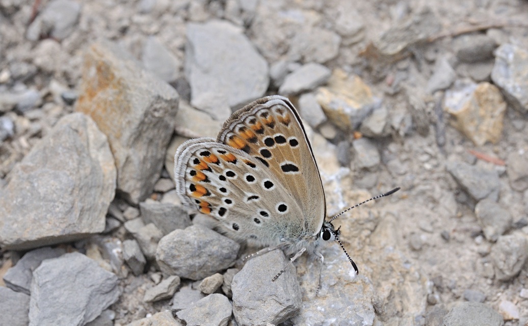 foto B070797, © Adriaan van Os, Coustouges 09-06-2022, hoogte 800 m, Aricia agestis